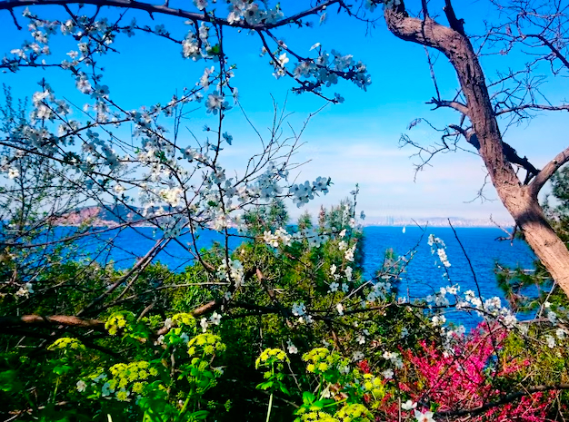 Море весной в сочи
